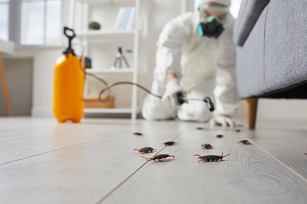 Commercial Rodent Management in Hughes Springs